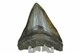Fossil Megalodon Tooth - South Carolina #169194-2